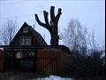 Обрезка деревьев