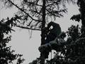 Удаление аварийных деревьев зимой