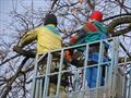 Удаление деревьев с использованием автовышки