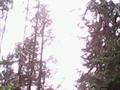 Короед-типограф