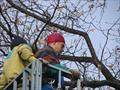 Удаление большого дуба с использованием автовышки