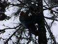 Валка деревьев зимой