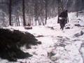Расчистка участка