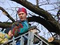 Удаление дерева с использованием автовышки