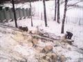 Расчистка участка