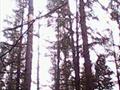 Короед-типограф