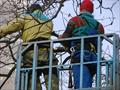 Удаление деревьев с автовышек