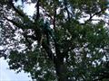 Альпинист опрыскивает дерево