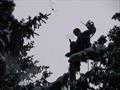 Спилить деревья зимой