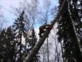 Промышленный альпинист поднимается по наклонному дереву